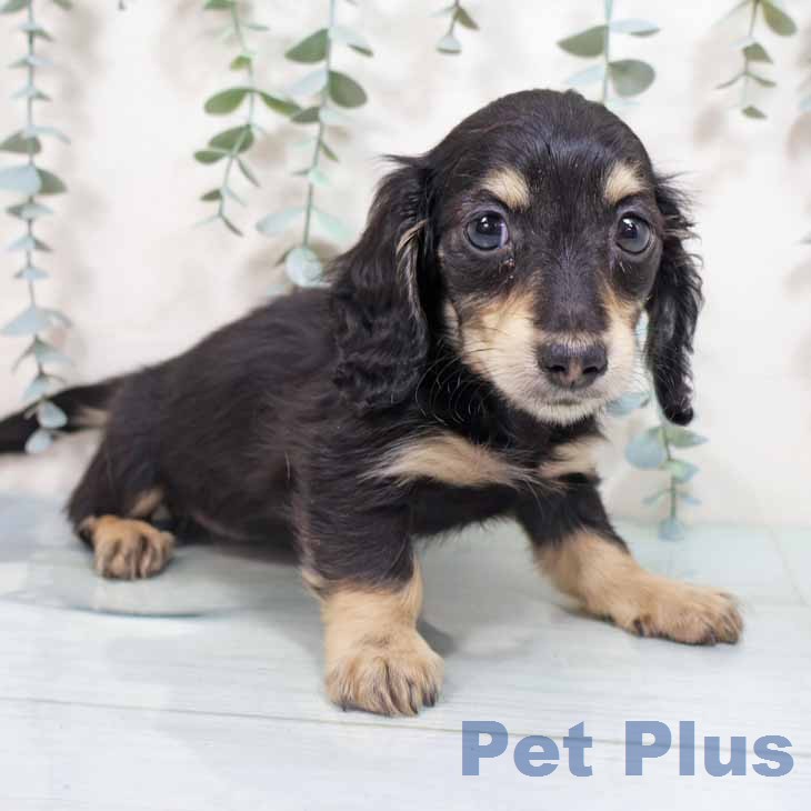 新潟県のミニチュアダックスフンド(ロング) (ペットプラス 新潟青山店/2026年2月24日生まれ/男の子/ブラックイエロー)の子犬の2枚目の画像