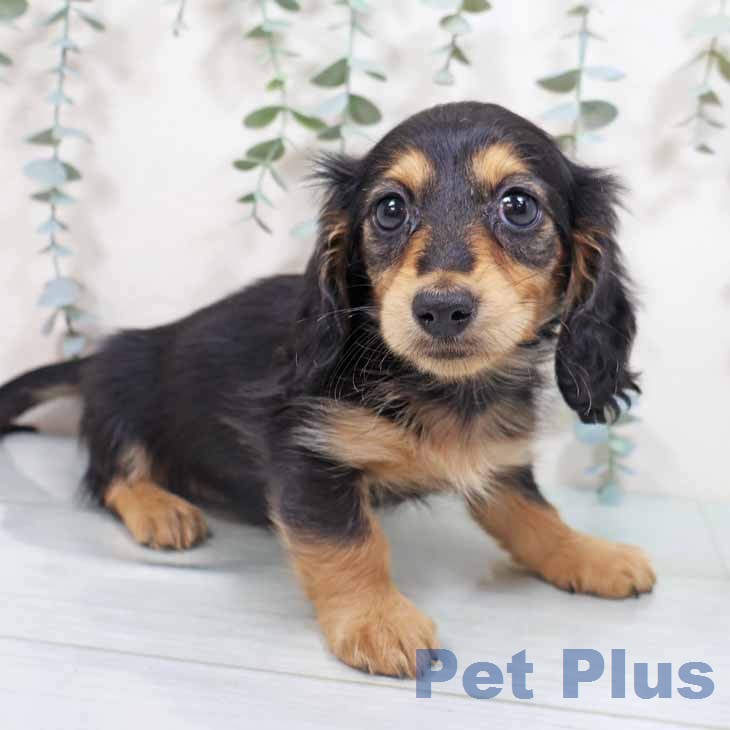 ミニチュア・ダックスフンドの写真2