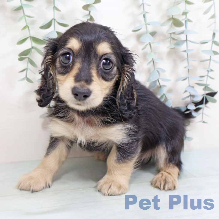 ミニチュア・ダックスフンド