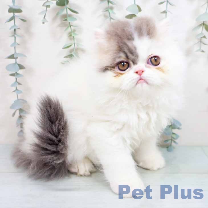 京都府のエキゾチック (ペットプラス 京都桂川店/2026年2月13日生まれ/女の子/ブルーホワイト)の子猫の1枚目の画像