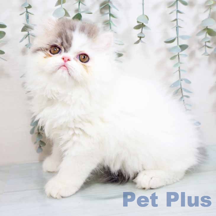 京都府のエキゾチック (ペットプラス 京都桂川店/2026年2月13日生まれ/女の子/ブルーホワイト)の子猫の2枚目の画像