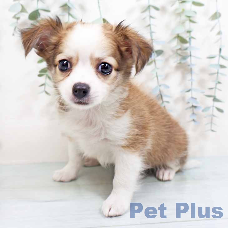 新潟県のチワワ(ロング) (ペットプラス 新潟青山店/2026年2月24日生まれ/男の子/レッドホワイト)の子犬の1枚目の画像