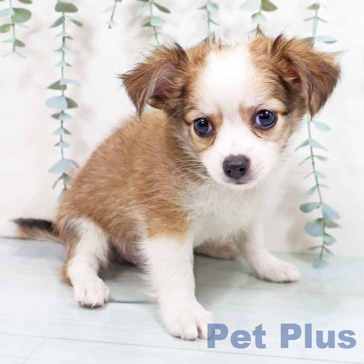 新潟県のチワワ(ロング) (ペットプラス 新潟青山店/2026年2月24日生まれ/男の子/レッドホワイト)の子犬の2枚目の画像