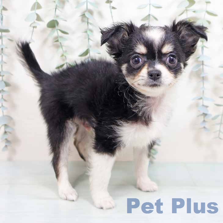 大阪府のチワワ(ロング) (ペットプラス 堺鉄砲町店/2026年2月24日生まれ/男の子/ブラックタンホワイト)の子犬の1枚目の画像