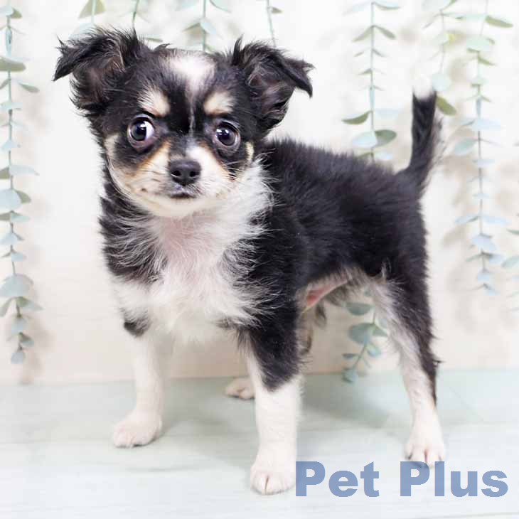 大阪府のチワワ(ロング) (ペットプラス 堺鉄砲町店/2026年2月24日生まれ/男の子/ブラックタンホワイト)の子犬の2枚目の画像