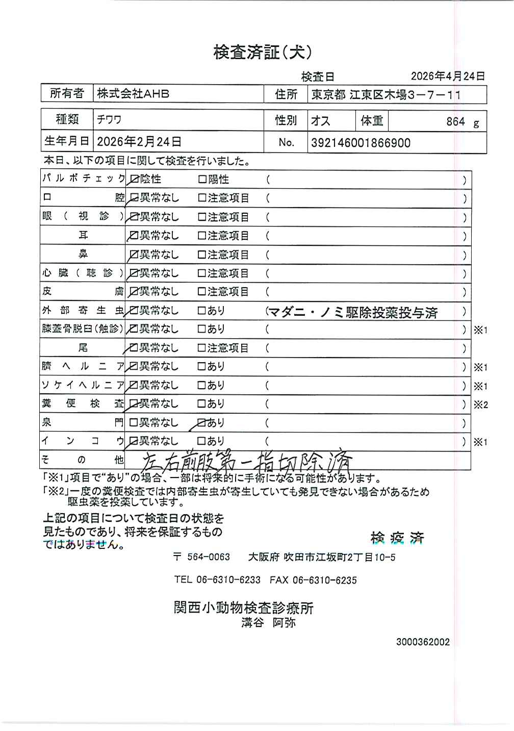 チワワ