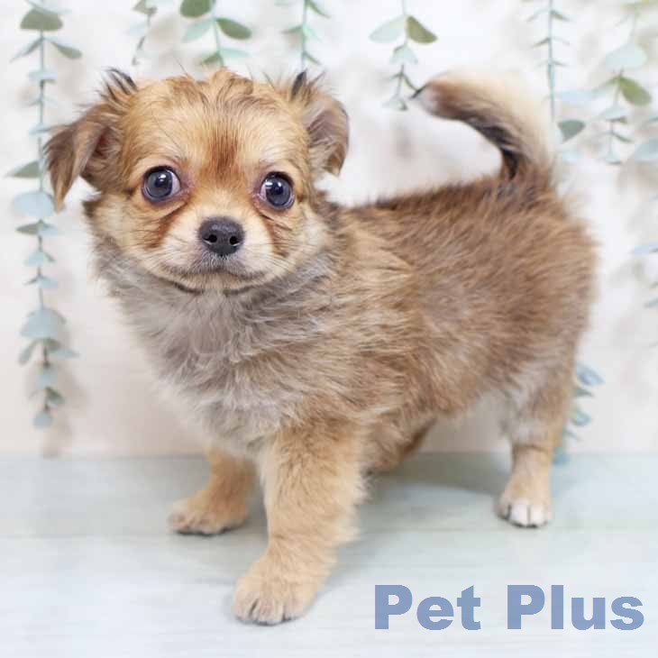 新潟県のチワワ(ロング) (ペットプラス 新潟南店/2026年2月24日生まれ/男の子/レッド)の子犬