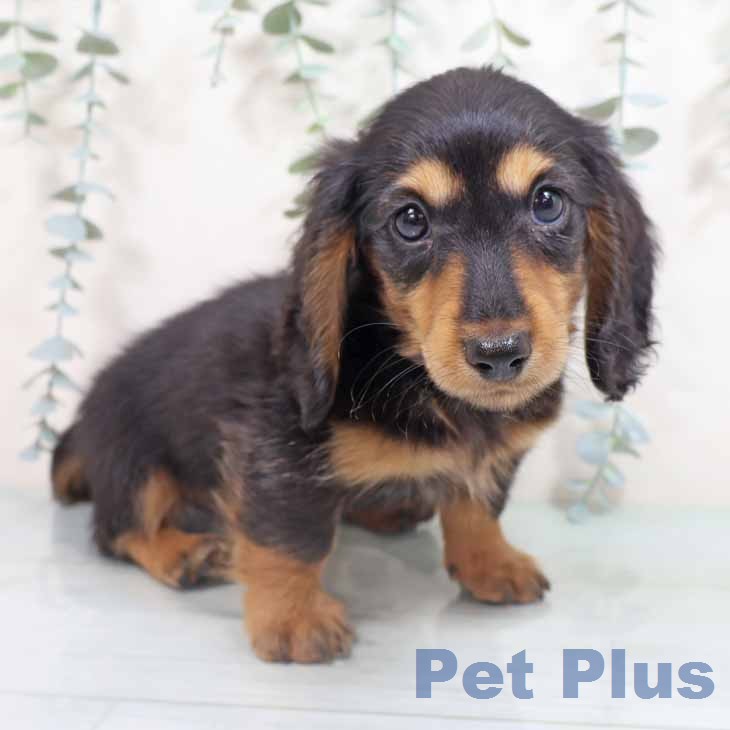 奈良県のミニチュアダックスフンド(ロング) (ペットプラス 大和郡山店/2026年2月15日生まれ/男の子/ブラックタン)の子犬の1枚目の画像