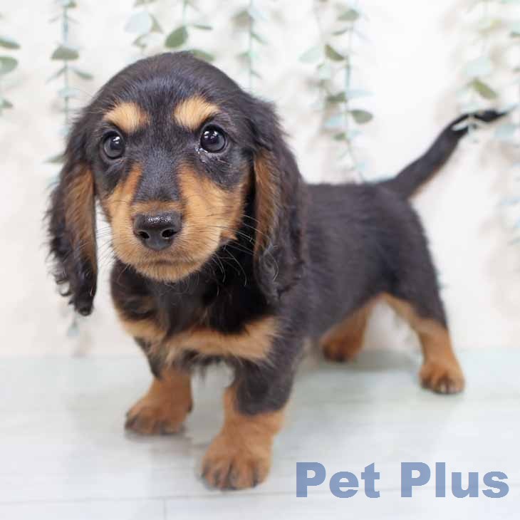 奈良県のミニチュアダックスフンド(ロング) (ペットプラス 大和郡山店/2026年2月15日生まれ/男の子/ブラックタン)の子犬の2枚目の画像