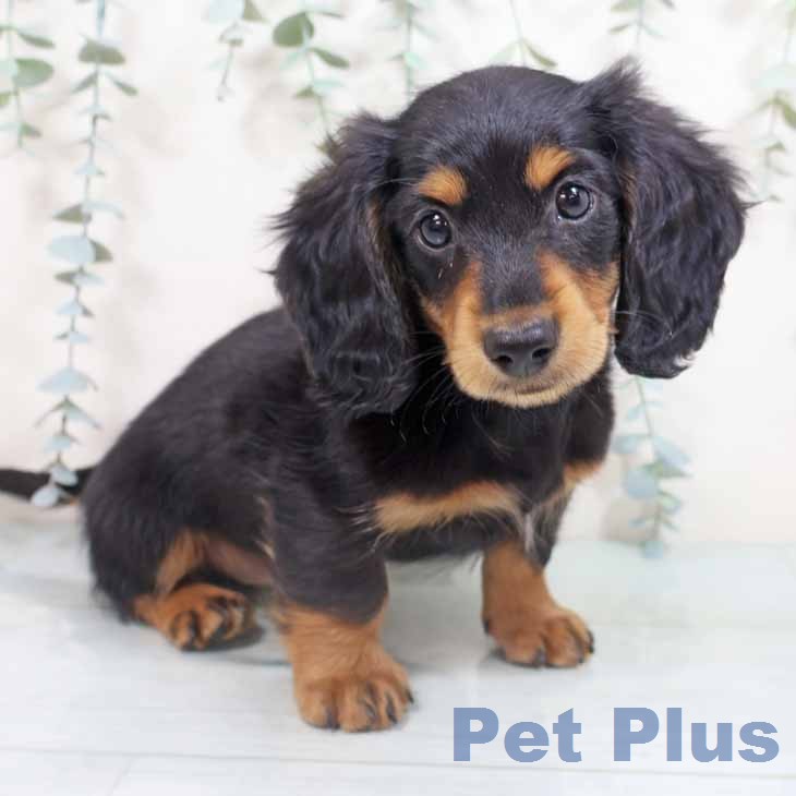 京都府のミニチュアダックスフンド(ロング) (ペットプラス 京都桂川店/2026年2月15日生まれ/女の子/ブラックタン)の子犬