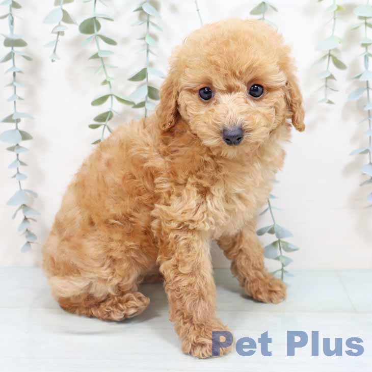 トイ・プードル