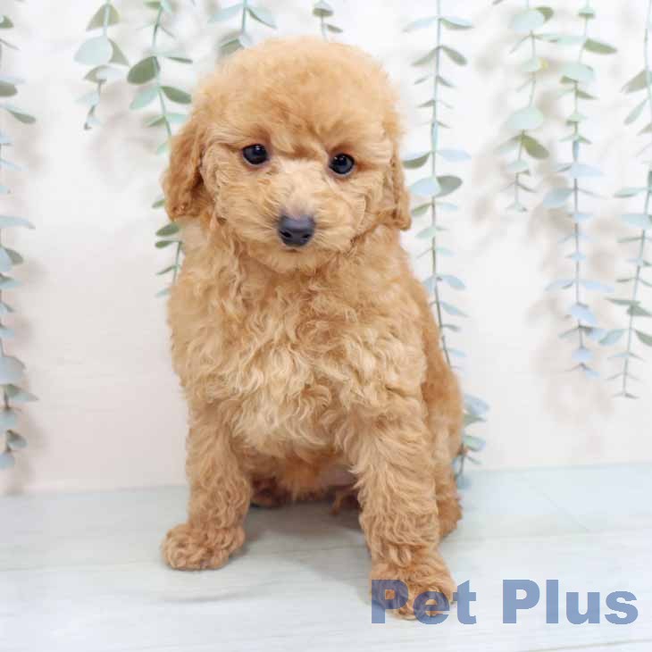 トイ・プードルの写真2