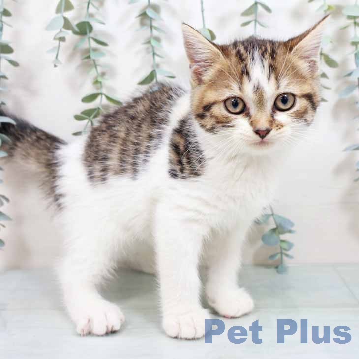 スコティッシュフォールドの写真2