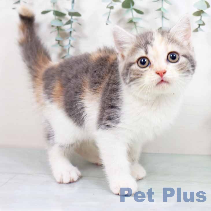 スコティッシュフォールド