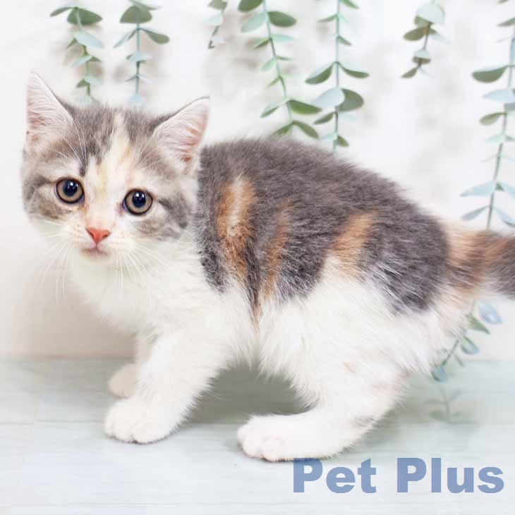 大阪府のスコティッシュフォールド (ペットプラス 鶴見店/2026年2月24日生まれ/女の子/ダイリュートキャリコ)の子猫の2枚目の画像