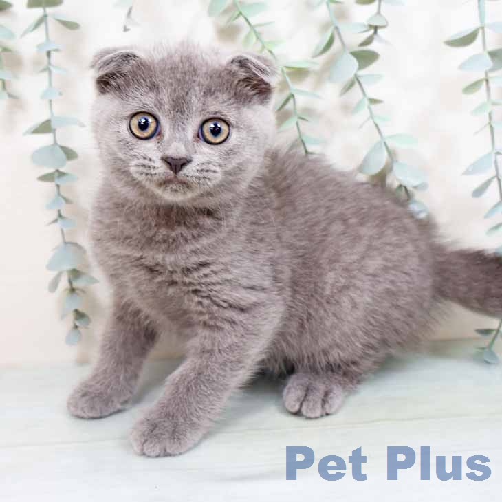 大阪府のスコティッシュフォールド (ペットプラス イオン大日店/2026年2月17日生まれ/女の子/ブルー)の子猫