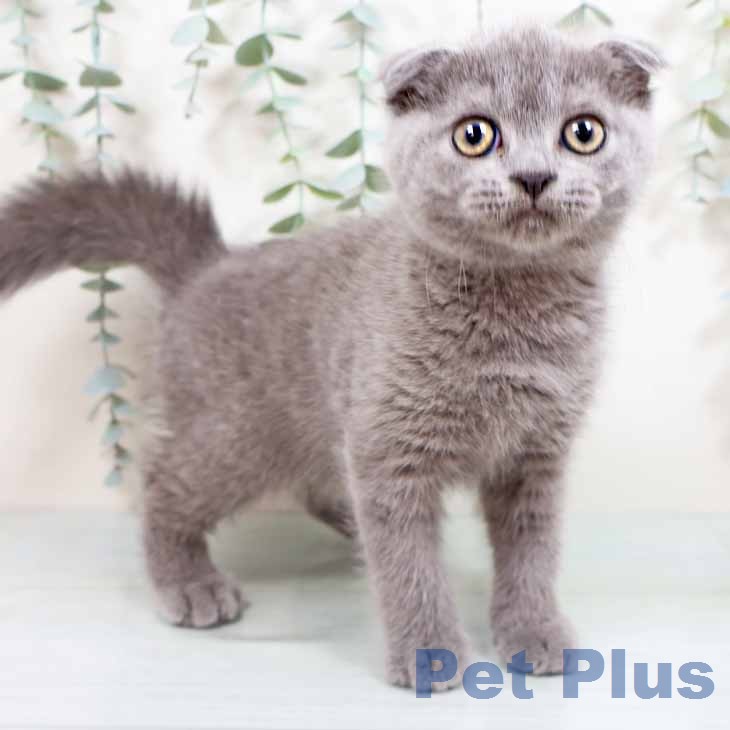 大阪府のスコティッシュフォールド (ペットプラス イオン大日店/2026年2月17日生まれ/女の子/ブルー)の子猫の2枚目の画像