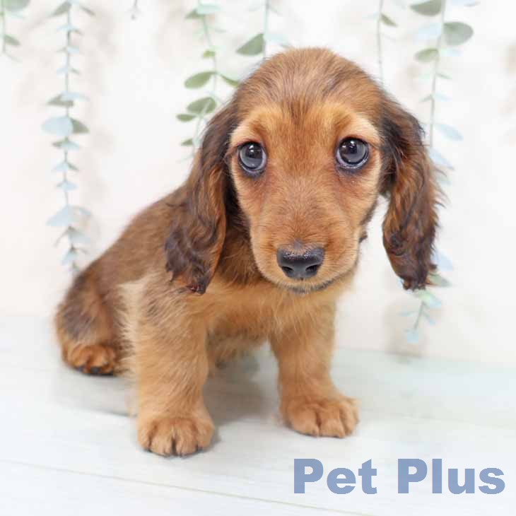 奈良県のミニチュアダックスフンド(ロング) (ペットプラス 大和郡山店/2026年2月18日生まれ/女の子/シェーデットレッド)の子犬の1枚目の画像