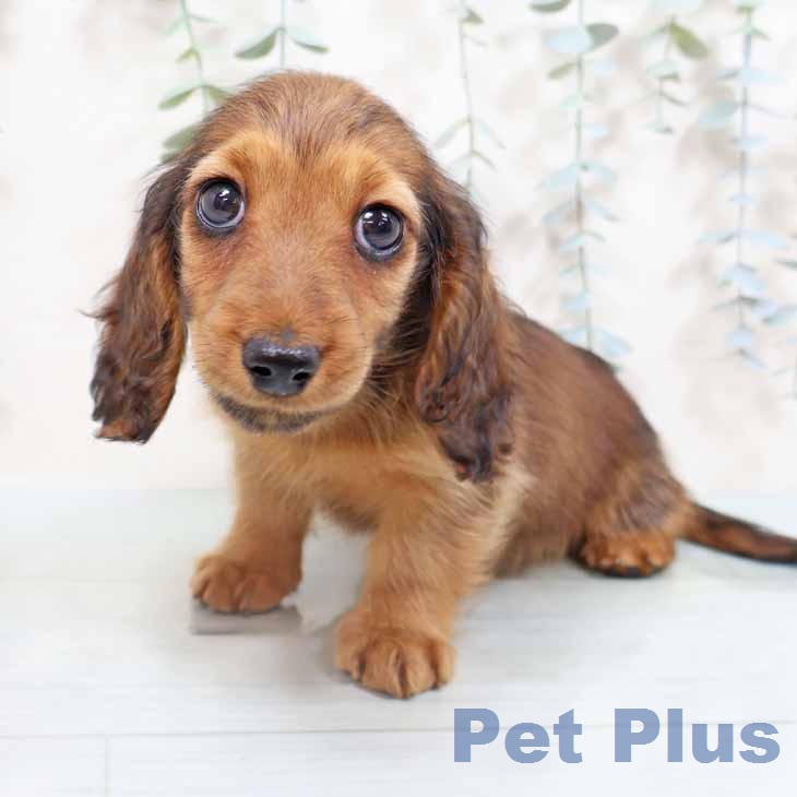 奈良県のミニチュアダックスフンド(ロング) (ペットプラス 大和郡山店/2026年2月18日生まれ/女の子/シェーデットレッド)の子犬の2枚目の画像