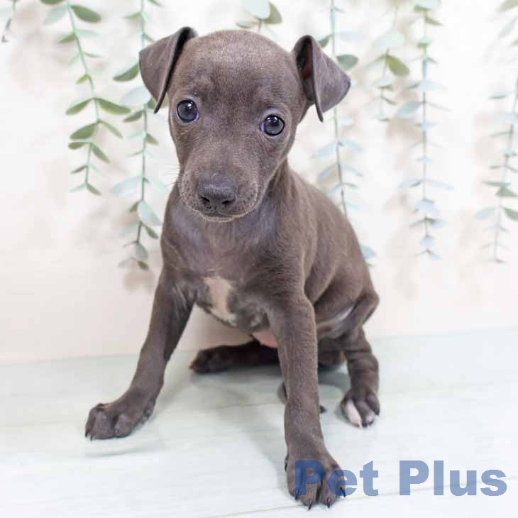 イタリアン・グレーハウンド