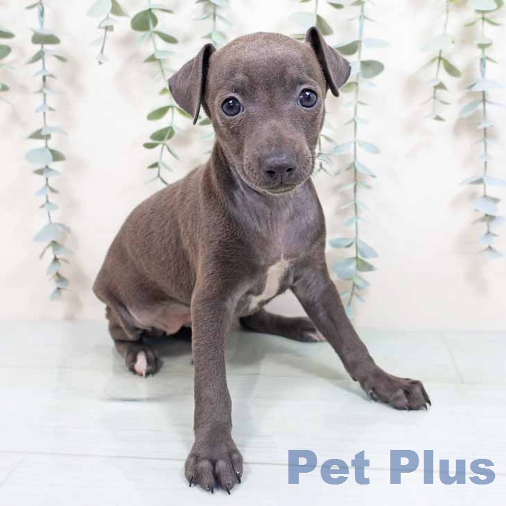 イタリアン・グレーハウンドの写真2