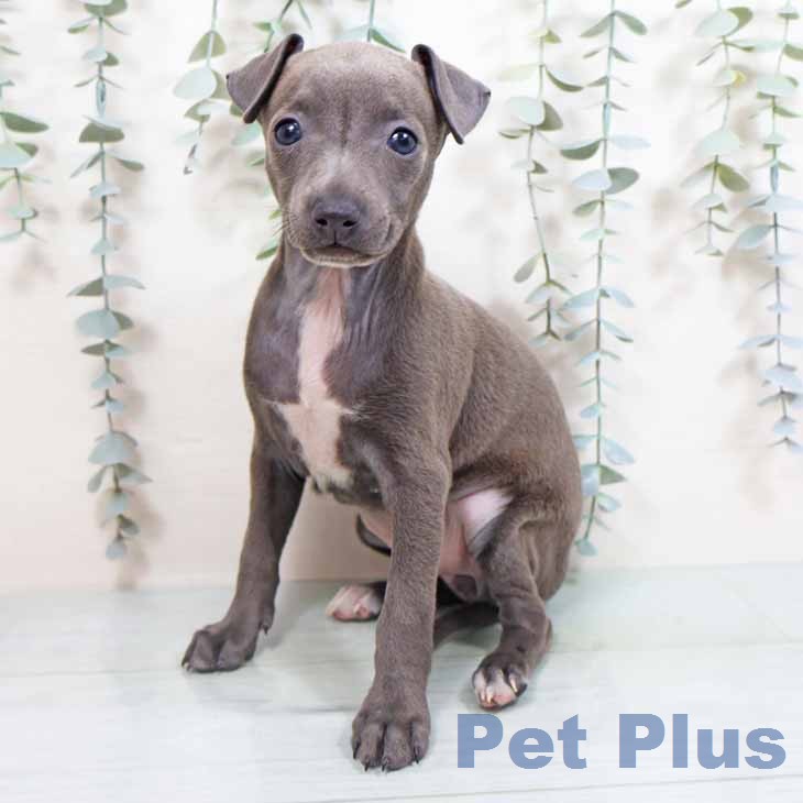 イタリアン・グレーハウンドの写真2