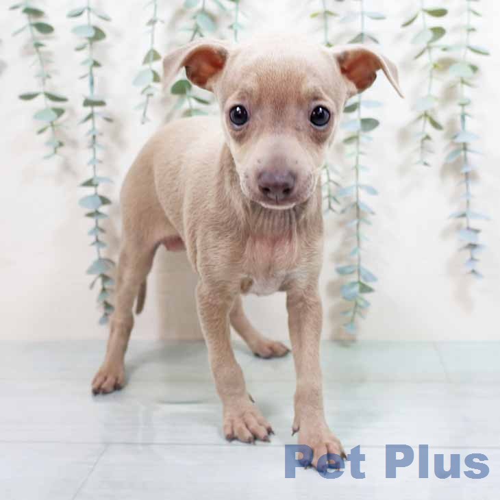 イタリアン・グレーハウンド