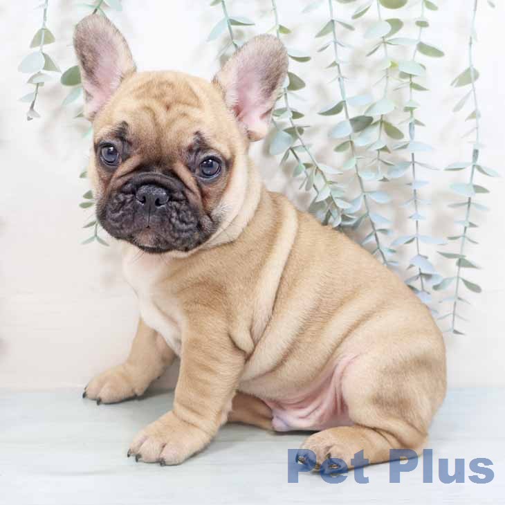 フレンチ・ブルドッグの写真2