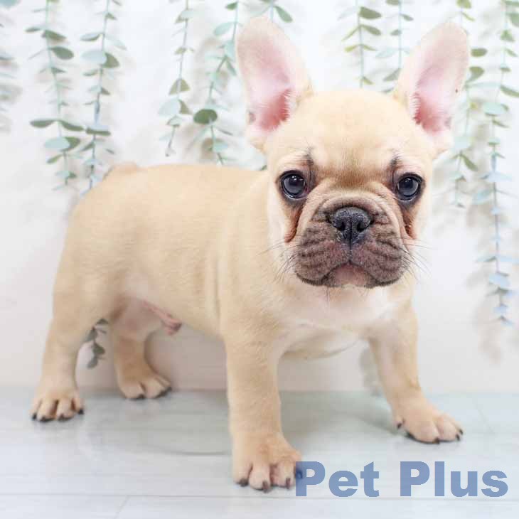 フレンチ・ブルドッグ