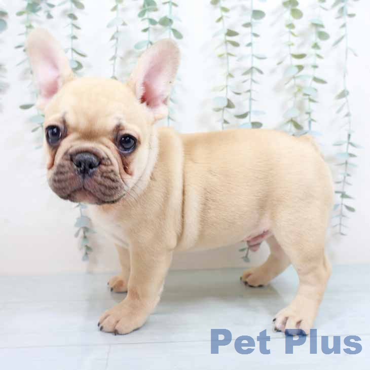 フレンチ・ブルドッグの写真2