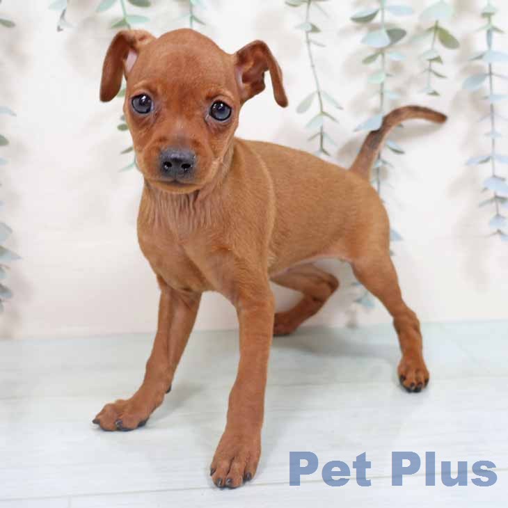 ミニチュア・ピンシャー