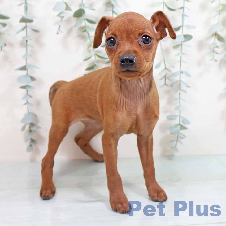 ミニチュア・ピンシャーの写真2