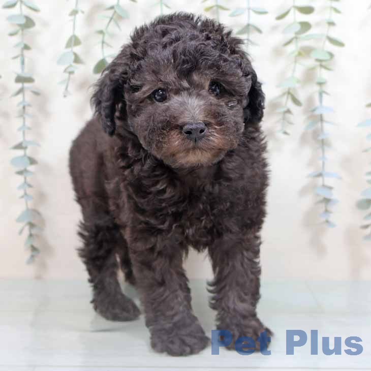 新潟県のトイプードル(トイ) (ペットプラス 新潟南店/2026年2月25日生まれ/男の子/グレー)の子犬