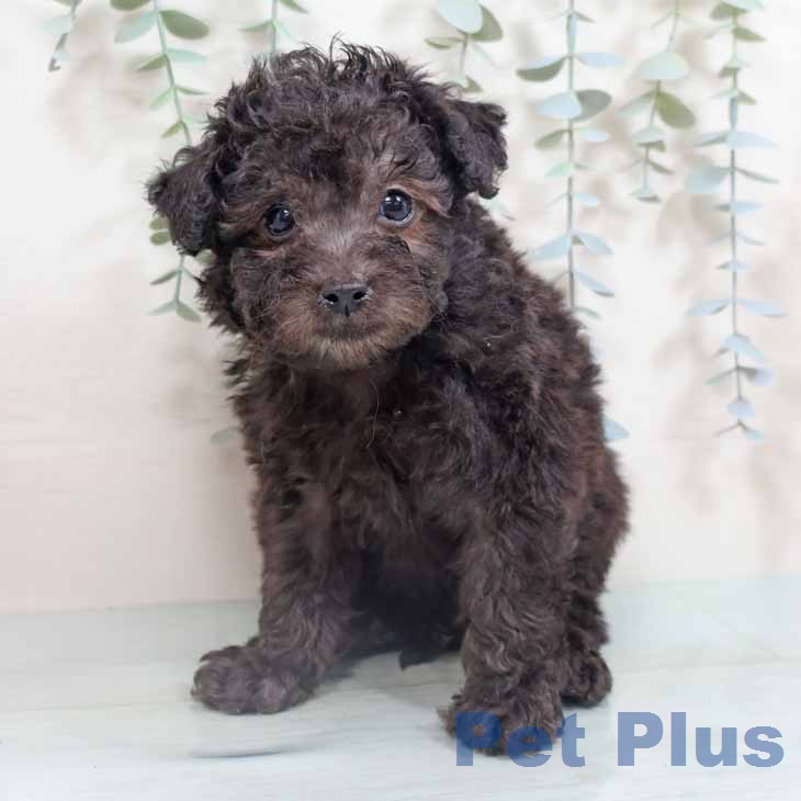 トイ・プードル