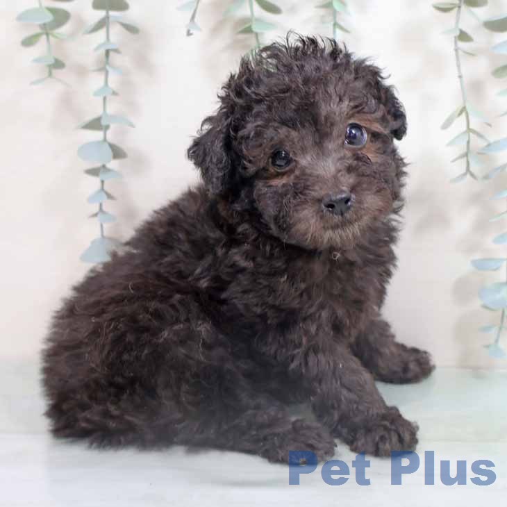 トイ・プードルの写真2