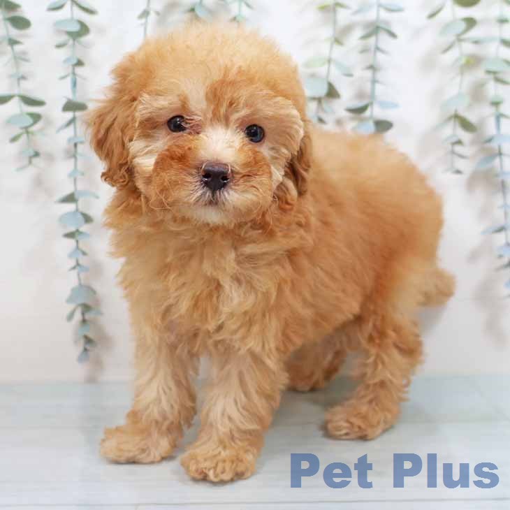 トイ・プードル