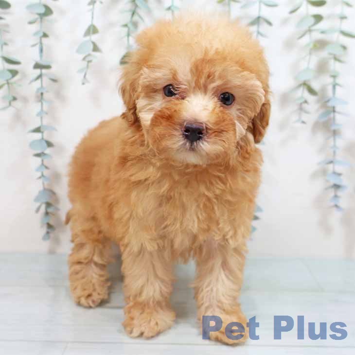 トイ・プードルの写真2