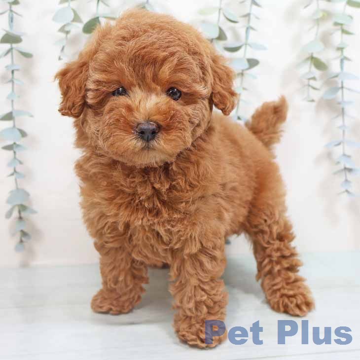 トイ・プードル