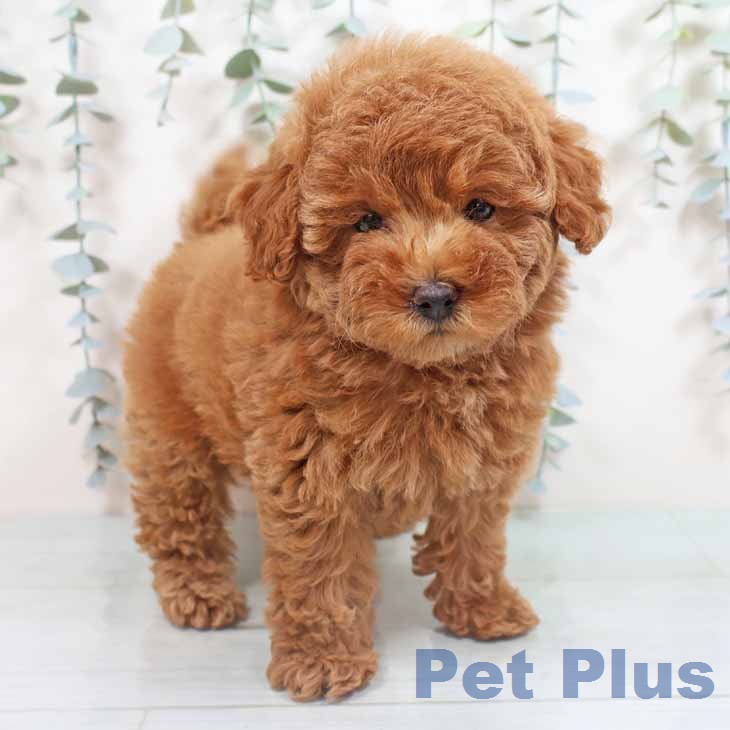 トイ・プードルの写真2