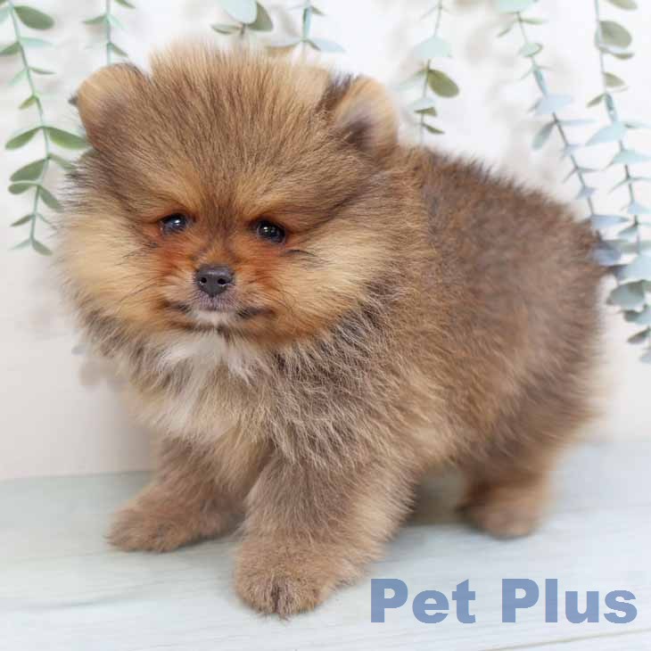 ポメラニアンの写真2