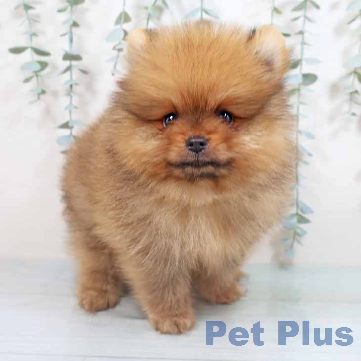 ポメラニアンの写真2