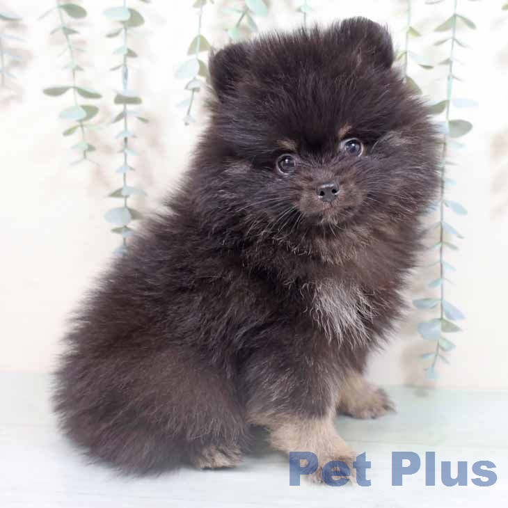 ポメラニアンの写真2