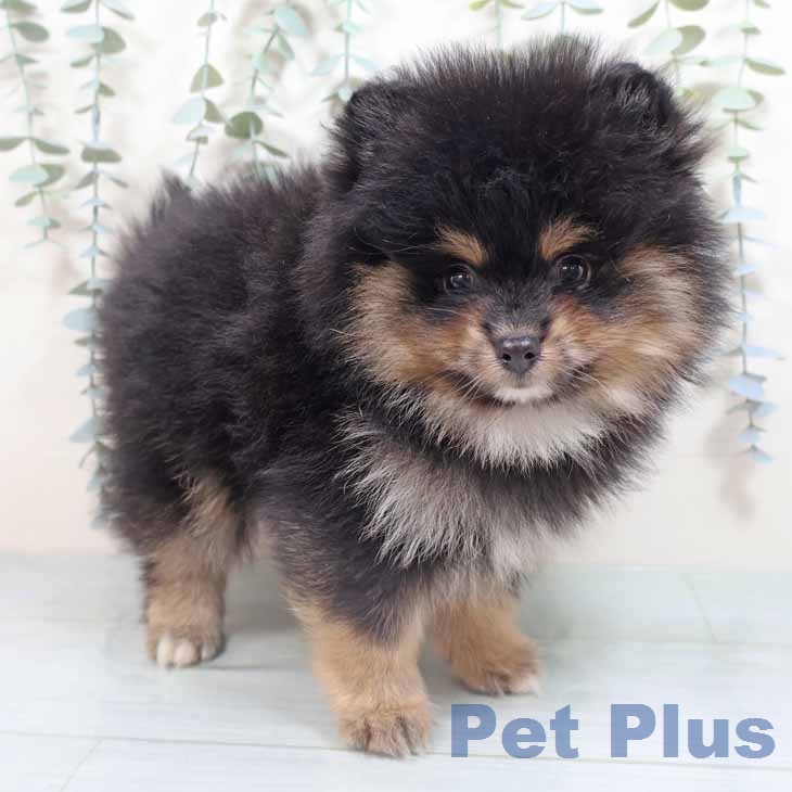 奈良県のポメラニアン (ペットプラス 大和郡山店/2026年2月24日生まれ/男の子/ブラックタン)の子犬の1枚目の画像