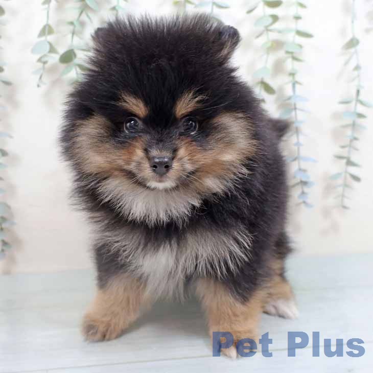 奈良県のポメラニアン (ペットプラス 大和郡山店/2026年2月24日生まれ/男の子/ブラックタン)の子犬の2枚目の画像