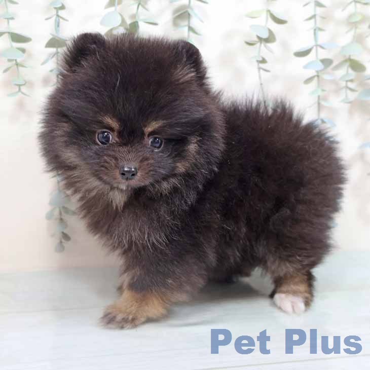 ポメラニアンの写真2