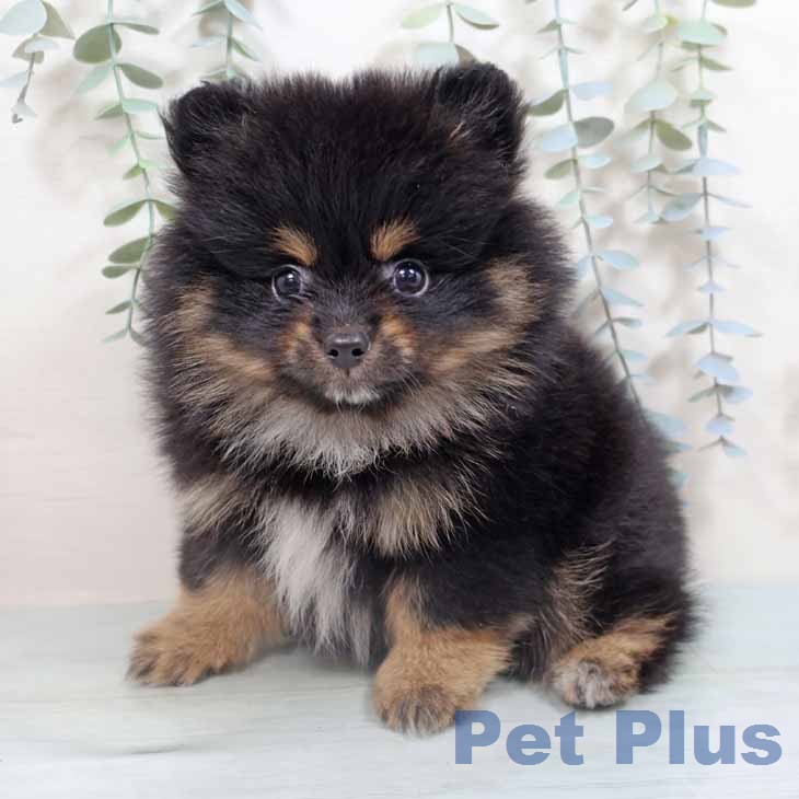 大阪府のポメラニアン (ペットプラス イオン大日店/2026年2月24日生まれ/女の子/ブラックタン)の子犬の1枚目の画像