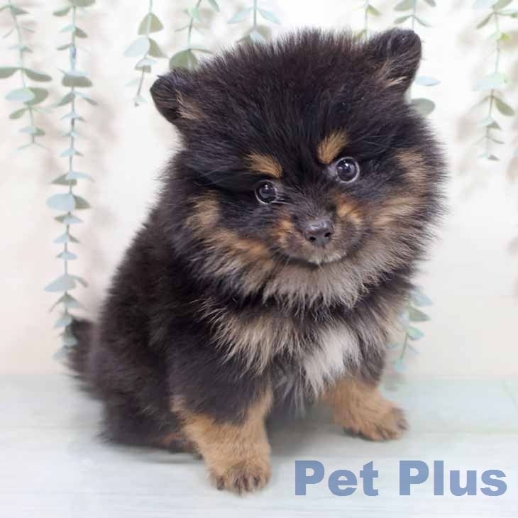 大阪府のポメラニアン (ペットプラス イオン大日店/2026年2月24日生まれ/女の子/ブラックタン)の子犬の2枚目の画像