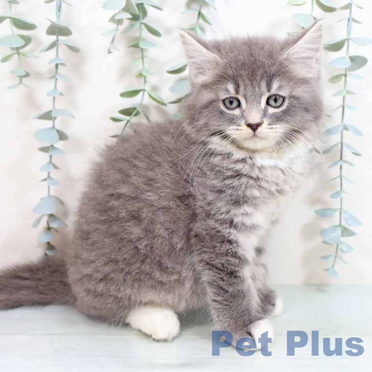 ブリティッシュロングヘア