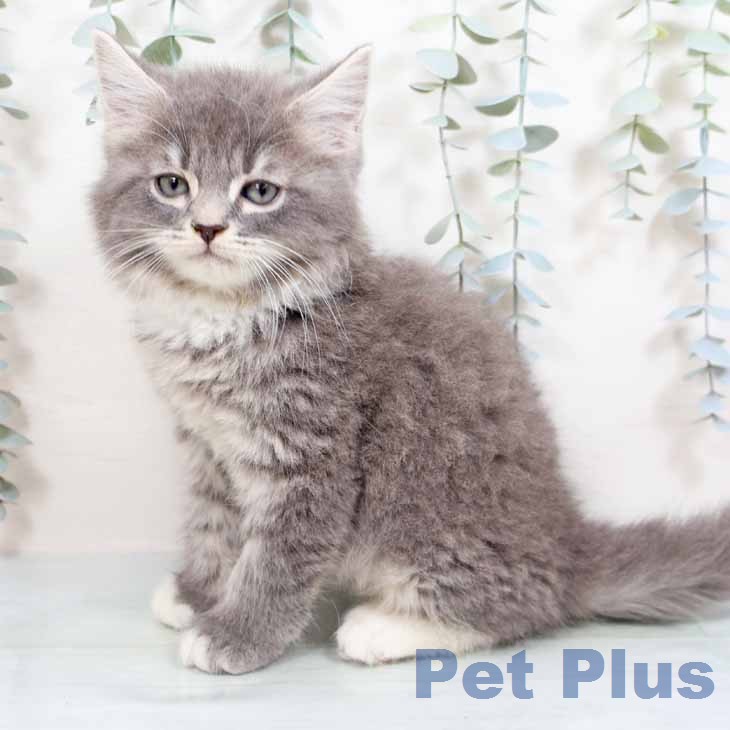 ブリティッシュロングヘアの写真2