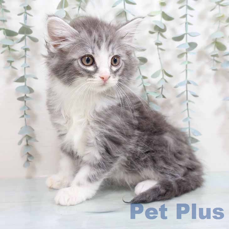 大阪府のノルウェージャンフォレストキャット (ペットプラス 鶴見店/2026年2月25日生まれ/男の子/シルバークラシックタビーホワイト)の子猫の1枚目の画像